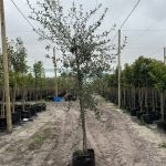 Tarchonanthus Camphoratus 50lt