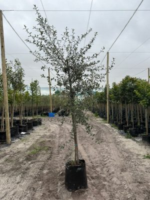 Tarchonanthus Camphoratus 50lt