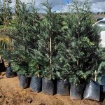 WhatsApp-Image-2025-08-01-at-11.03.52_b276cc6f.jpg Cupressus Leylandii 20lt