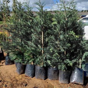 Leyland Cypress Tree 20lt