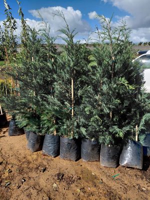 Cupressus Leylandii 20lt