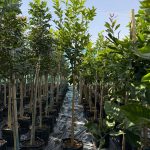 Lemon ‘Limoneira’ 50lt