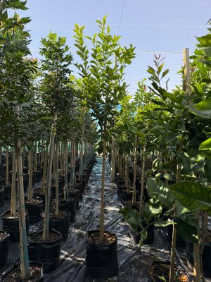 Lemon ‘Limoneira’ 50lt