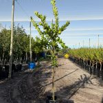 Tahiti Bears Lime 50lt