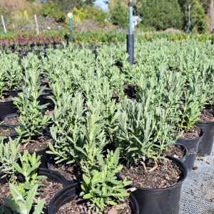 French Lavender White 4lt