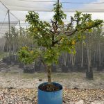 Coral Tree 125lt Special