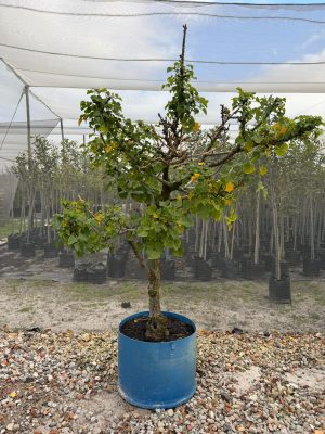 Coral Tree 125lt Special