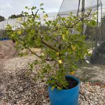 Coral Tree 125lt Special