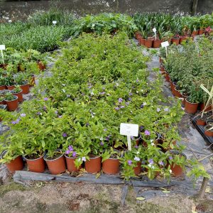 Brunsfelsia Exima 15cm Pot