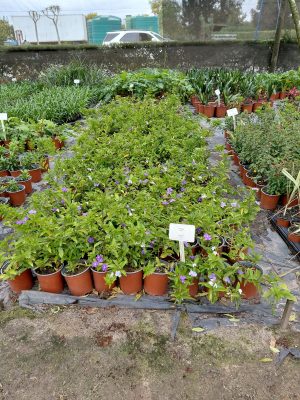 Brunsfelsia Exima 15cm Pot