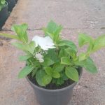 Hydrangea Runaway Bride PBR 17cm Pot