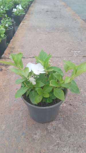 Hydrangea Runaway Bride PBR 17cm Pot
