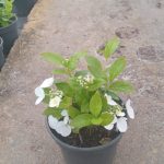 Hydrangea Runaway Bride PBR 17cm Pot
