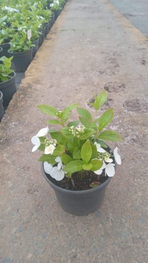 Hydrangea Runaway Bride PBR 17cm Pot