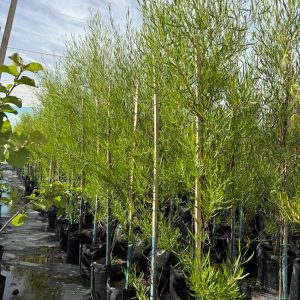 Dodonaea Viscosa Green Tree 50lt