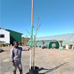 Vachellia Xanthophloea 60lt