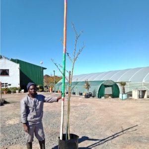 Vachellia Xanthophloea 60lt