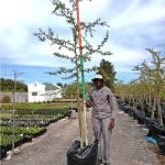 WhatsApp-Image-2025-10-08-at-08.44.37.jpeg Vachellia Xanthophloea 125lt