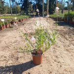 WhatsApp-Image-2025-10-31-at-14.17.32.jpeg Gaura 'Sparkle White' 17cm Pot