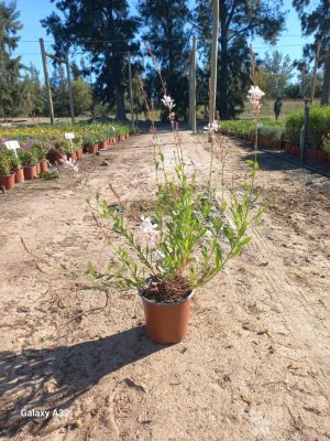 WhatsApp-Image-2025-10-31-at-14.17.32.jpeg Gaura 'Sparkle White' 17cm Pot