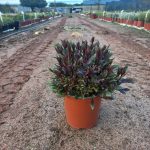 WhatsApp-Image-2025-10-31-at-14.18.07.jpeg Gaura 'Belleza Dark Pink' 17cm Pot