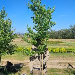 Acer burgerianum (Chinese Maple Tree) 50lt