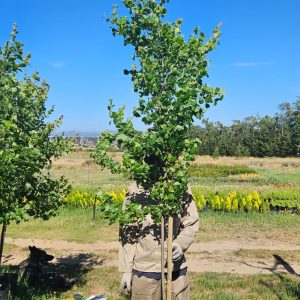 Acer burgerianum (Chinese Maple Tree) 50lt