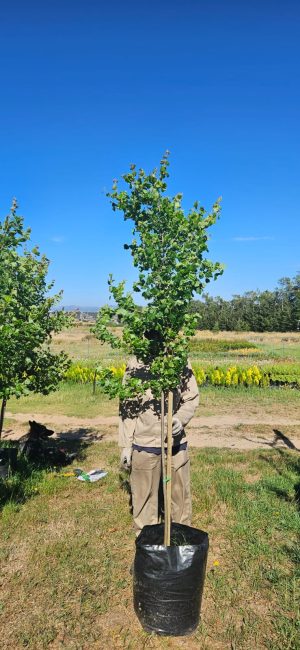 Acer burgerianum (Chinese Maple Tree) 50lt