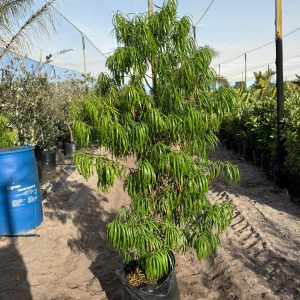 Podocarpus Henkelii 50lt