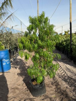 Podocarpus Henkelii 50lt