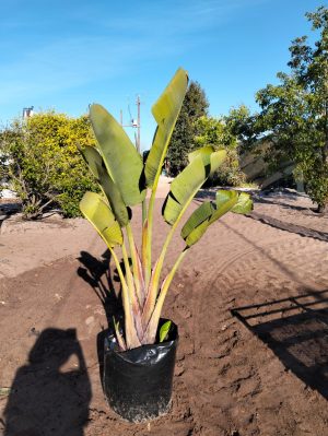 Strelitzia Nicolai 50lt