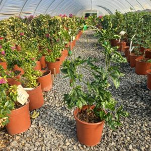 Granadilla Vine 10lt