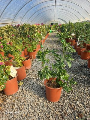 Granadilla Vine 10lt Granadilla Vine 10lt