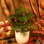 Combo Deals This December