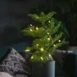 Whats On Sale This December?