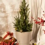 4 Pack Trays On Sale