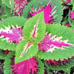 WhatsApp-Image-2025-12-09-at-15.49.44.jpeg Coleus Wizard Rose 4 Pack Tray
