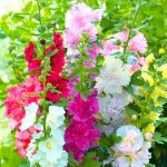 Hollyhock Summer Carnival 4 Pack Tray