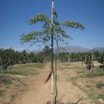 Caesalpinia Ferrea 100lt Tree