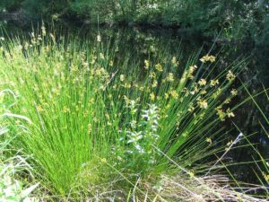 Juncus Effusus 4lt