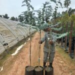 Eucalyptus Cinerea (Penny Gum Tree) 20lt