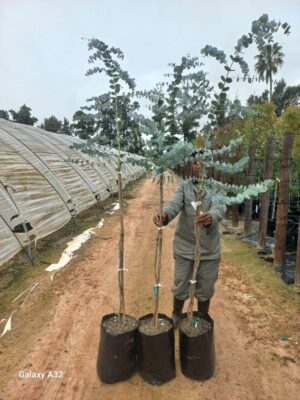 Eucalyptus Cinerea (Penny Gum Tree) 20lt