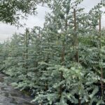 Eucalyptus Cinerea (Penny Gum Tree) 50lt Eucalyptus Cinerea (Penny Gum Tree) 50lt