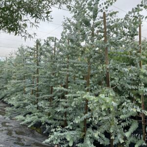 Eucalyptus Cinerea (Penny Gum Tree) 50lt Eucalyptus Cinerea (Penny Gum Tree) 50lt
