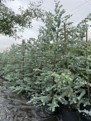 Eucalyptus Cinerea (Penny Gum Tree) 50lt