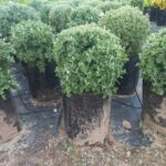 Rhagodia Hastata 10lt Ball Common Name: Salt Bush Rhagodia Hastata 10lt Ball Common Name: Salt Bush