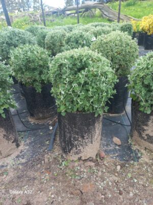 Rhagodia Hastata 10lt Ball Common Name: Salt Bush Rhagodia Hastata 10lt Ball Common Name: Salt Bush