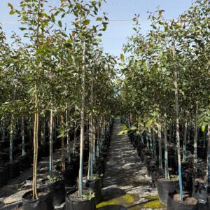 Syzygium Guineense 50lt Common Name: Waterpear Tree Syzygium Guineense 50lt Common Name: Waterpear Tree