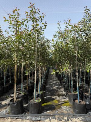 Syzygium Guineense 50lt Common Name: Waterpear Tree