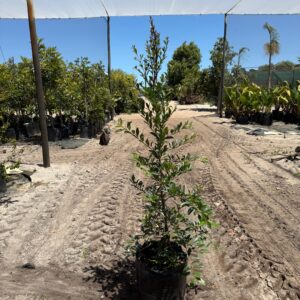 Syzygium Paniculatum 20lt Common Name: Eugenia Tree. Australian Brush-cherry